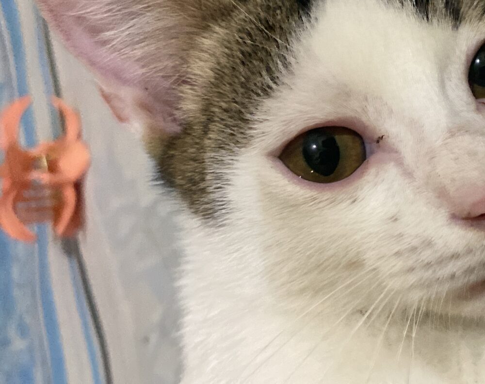 bunga nahwafillah rachmawati